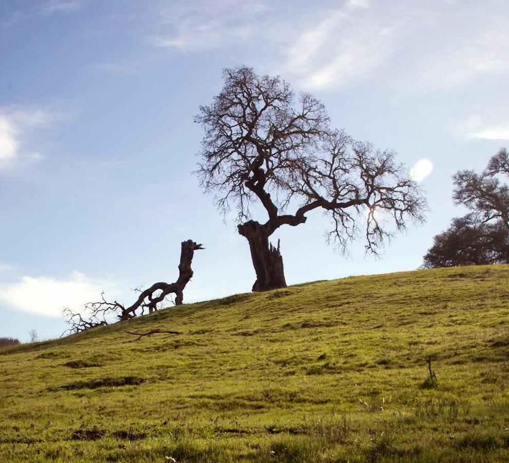 tree on hill