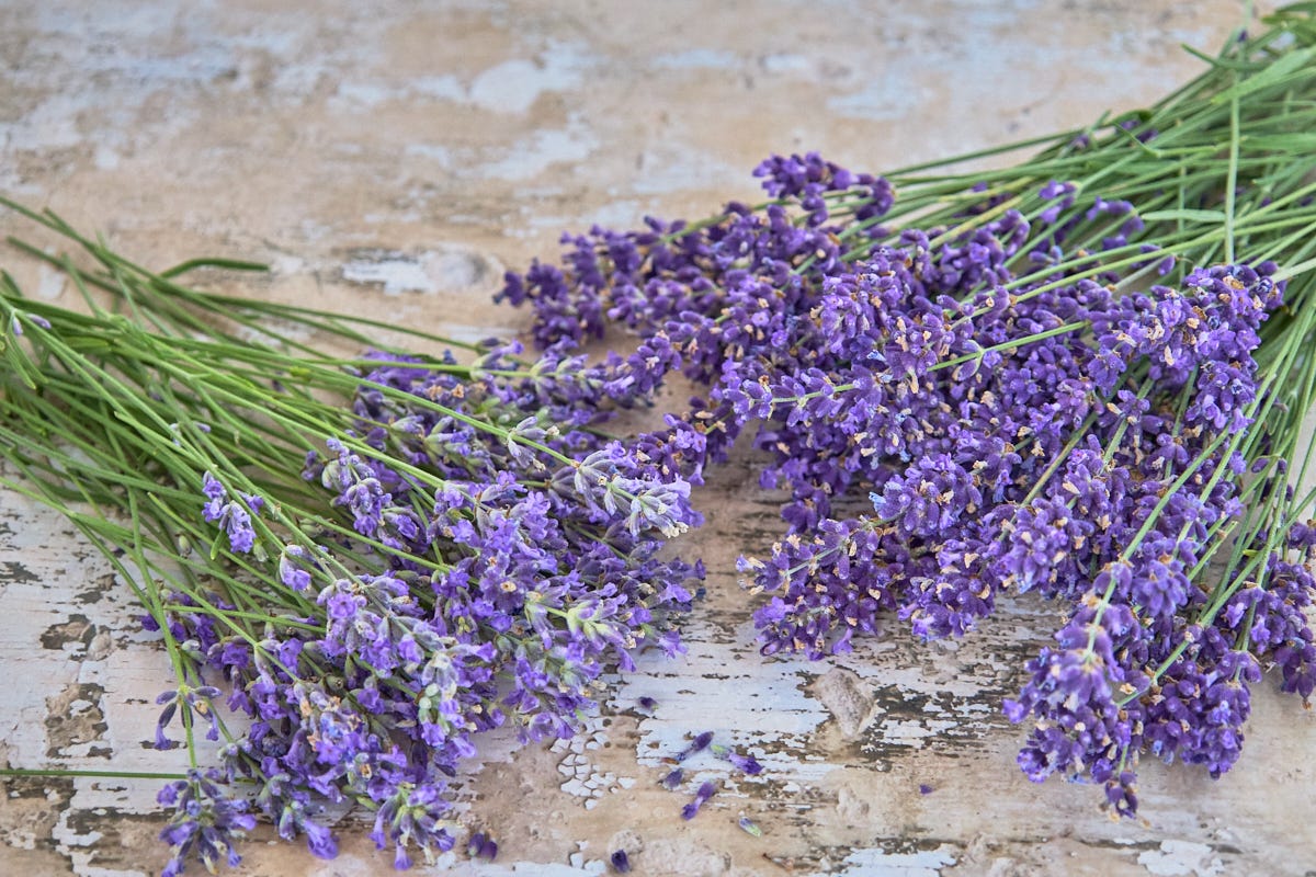 freshly trimmed lavender blooms and branches on a table freshly trimmed lavender blooms and branches on a table