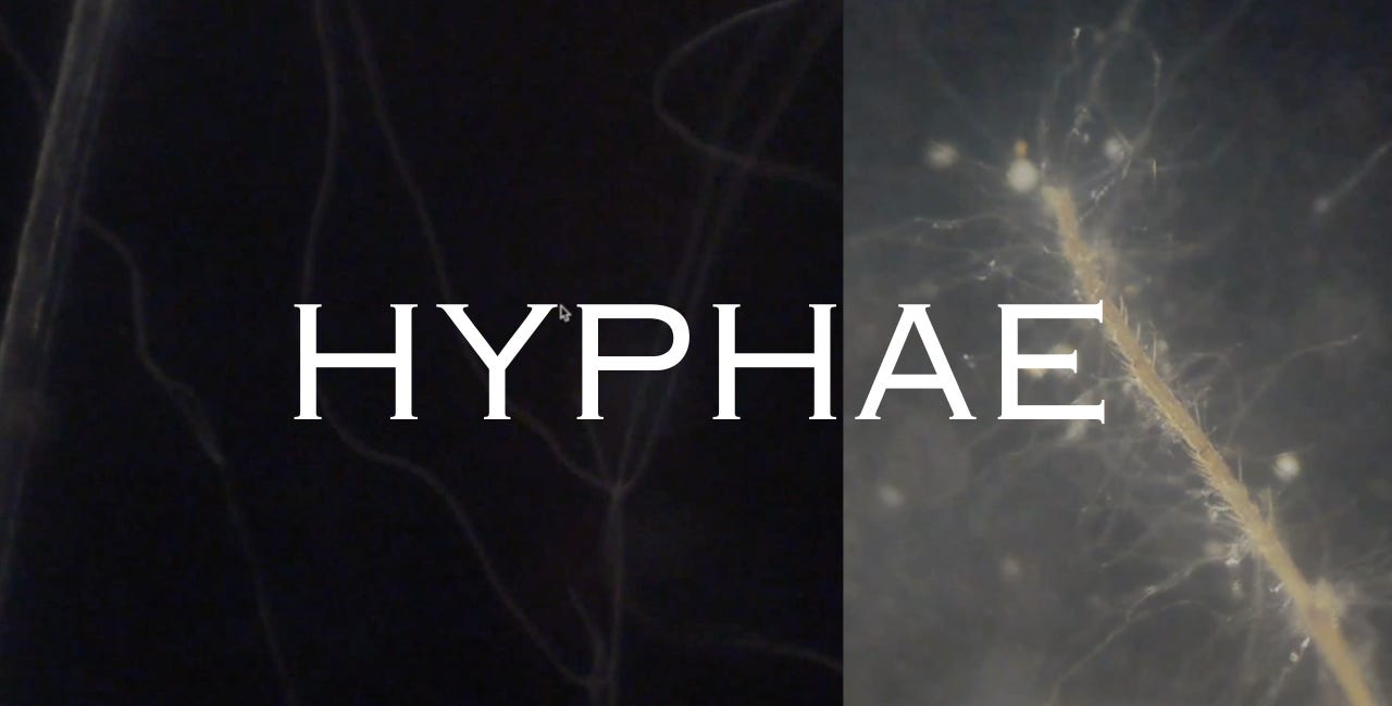 Pollen Collection - Rapid "Hyphae" Development 