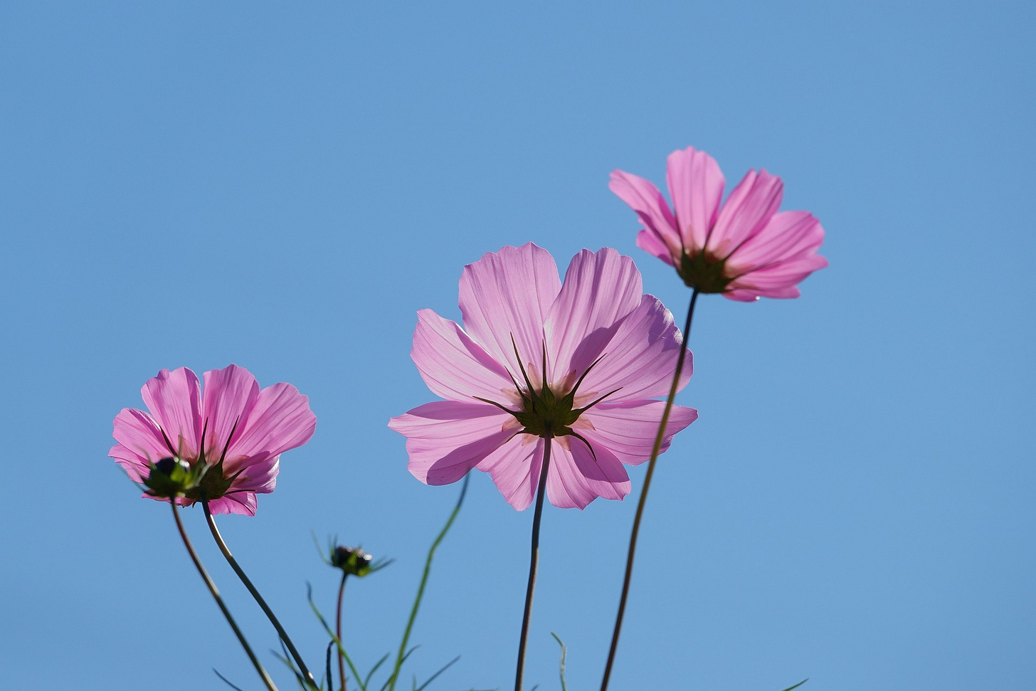 Image for flowers blooming