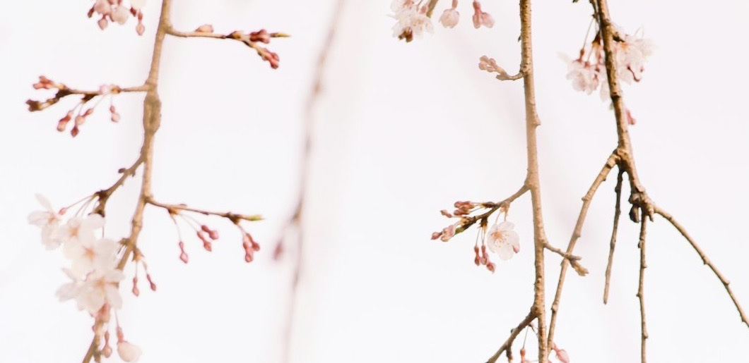 white flowers in tilt shift lens