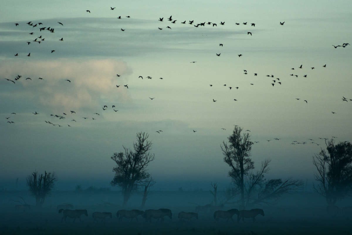 un amanecer en el que se ven un montón de aves migratorias sobre un banco de niebla