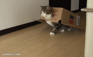 BLOG: Dear Pebbles - Why Do Cats Like Boxes So Much?