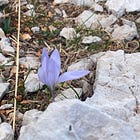 Witchy Week - Oct 26, 2025