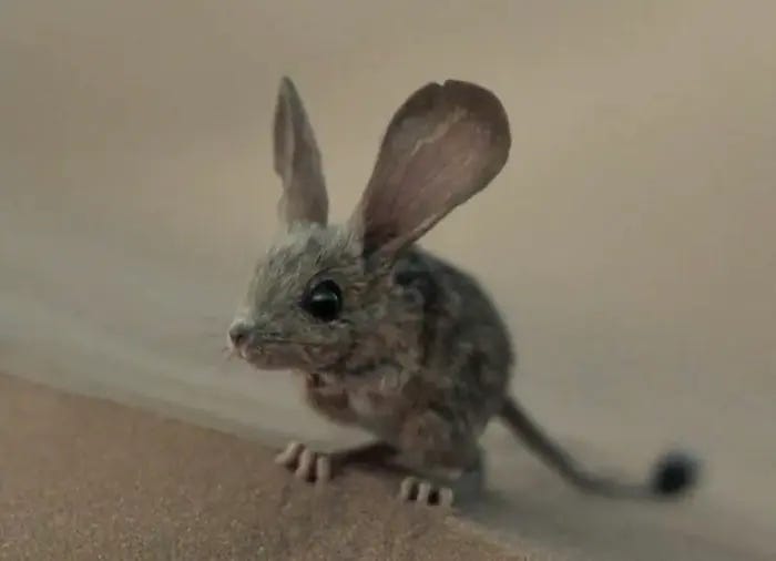 A Maud'Dib