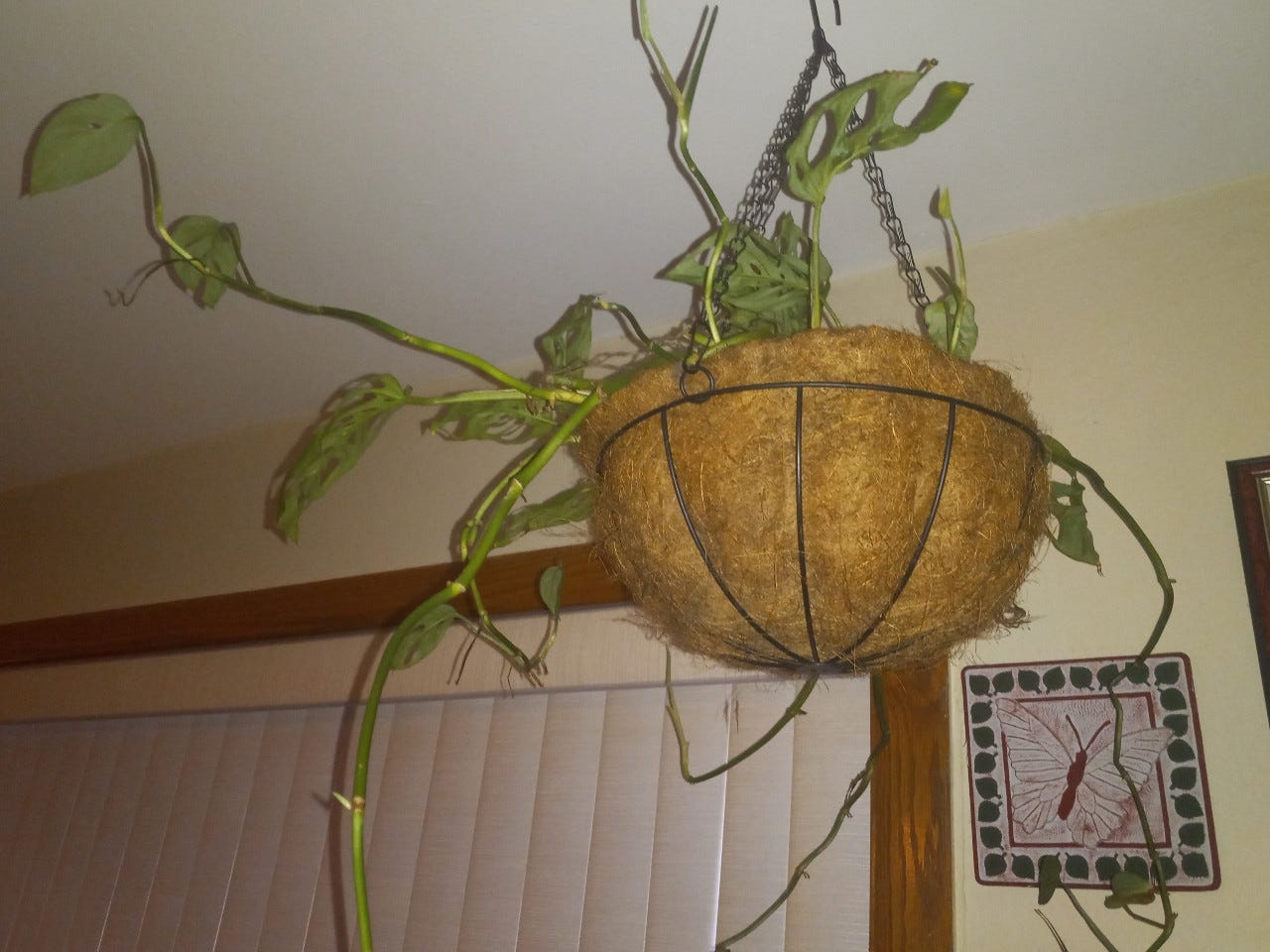 Maintaining hanging plants during the winter months