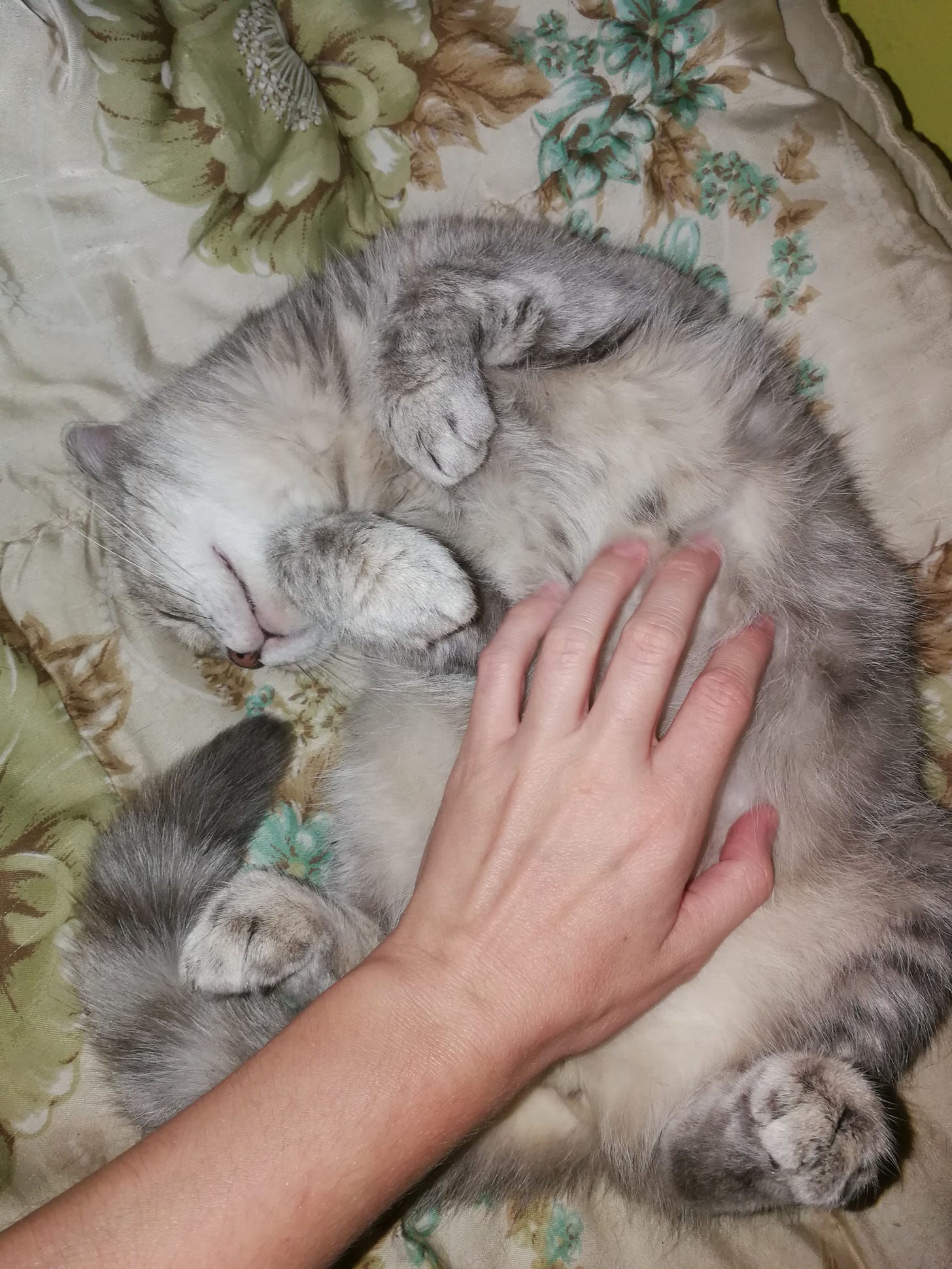 petting a gray cat