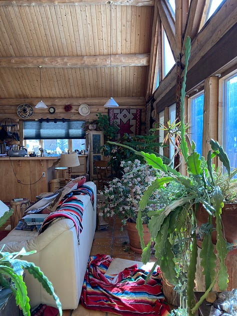 Massive geraniums in a windowed basement, jades and cacti in big windows, a monstera and hoya climbing a fireplace.