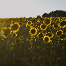 Saudade; from my desk.
