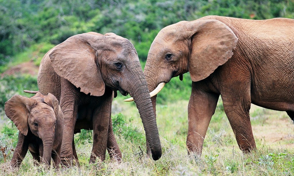 Three elephants: a bull, a cow and a calf Three elephants: a bull, a cow and a calf