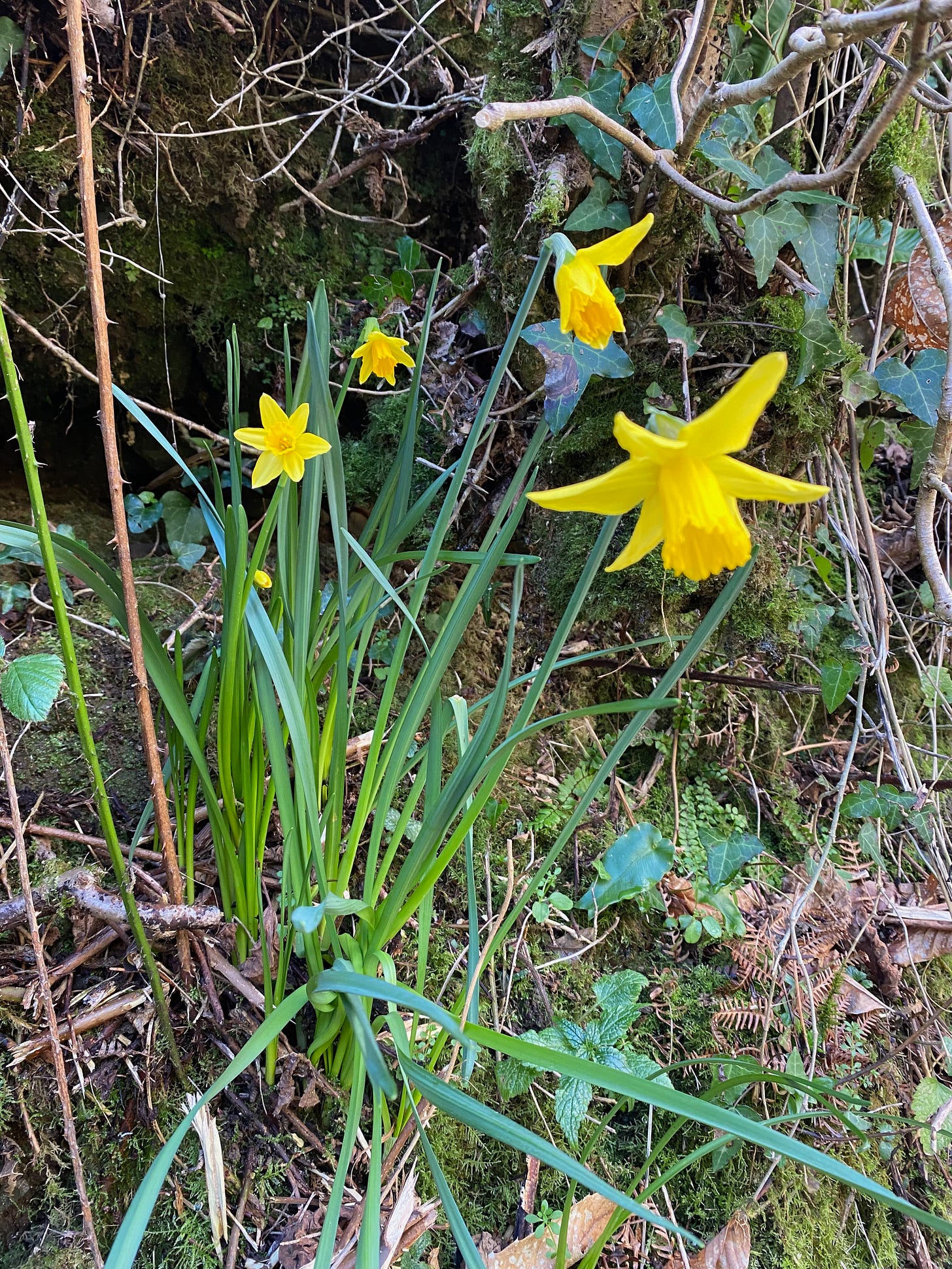 wild daffodils by a hedgerow