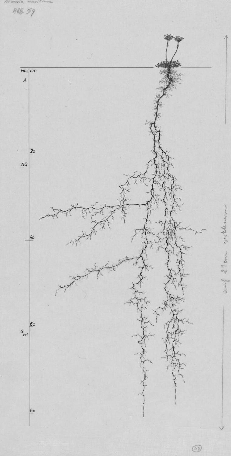 Armeria root drawing Armeria maritima, Lichtenegger, E. (1992), Wurzelatlas