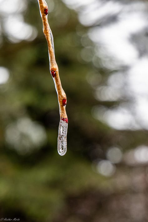 I once dreamed of living several months in the after effects of an ice storm. The simple beauty of the world incased in ice reminds me that creativity is never up to me, but is an ongoing natural phenomena. Capturing pieces of it in photo is the best I can do to keep that reminder alive in my soul. 