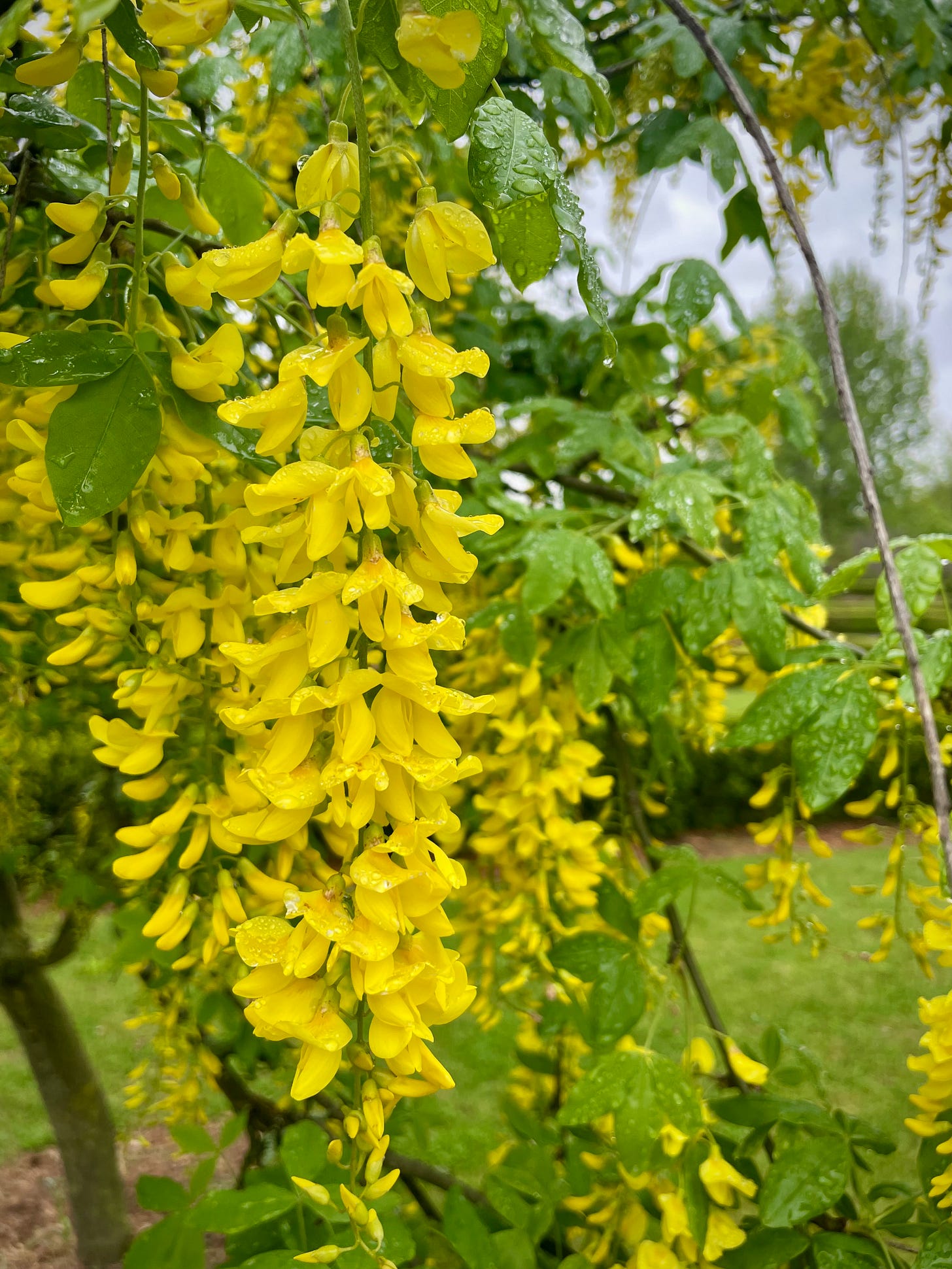 A cascade of yellow, fluted flowers, fall from a tree. There are drops of rain on them. It is a common laburnum plant.
