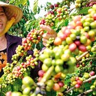Siento pincharte el globo, pero tu café no es de Colombia