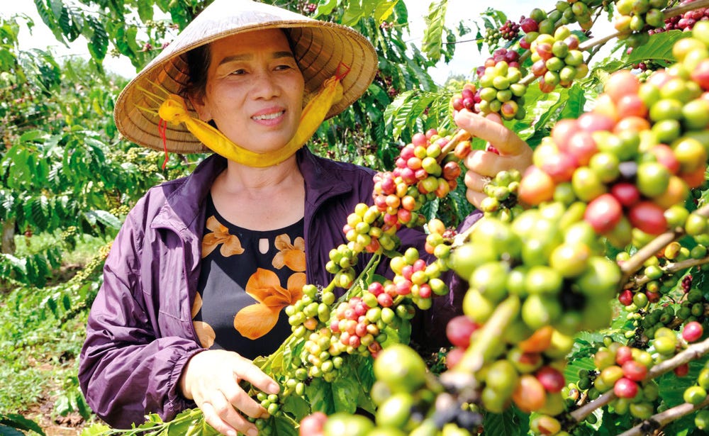 sombrero cónico señora cosecha café vietnam highlands