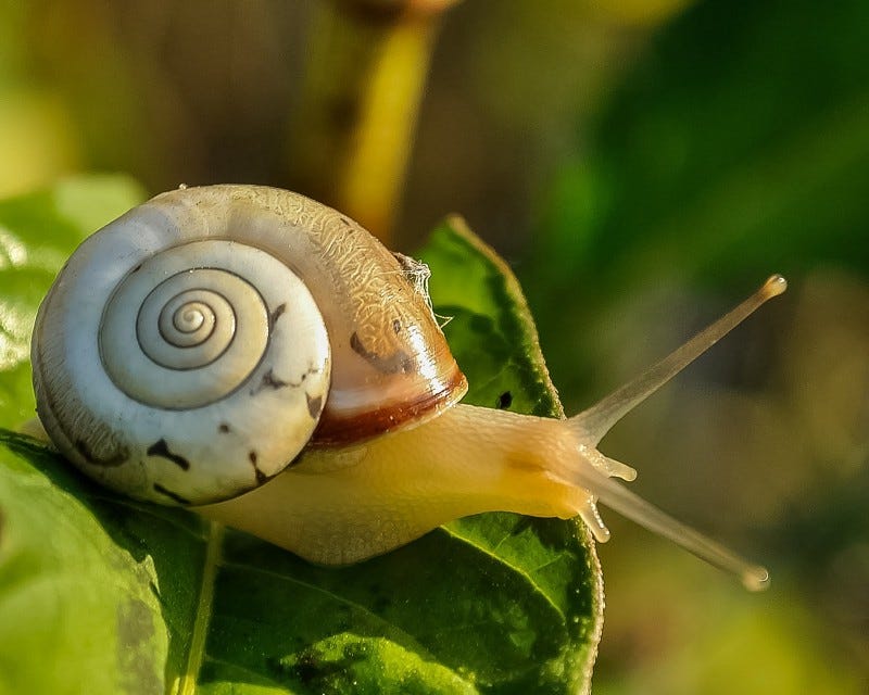 Introducing Scrum at a company where everyone hates Scrum