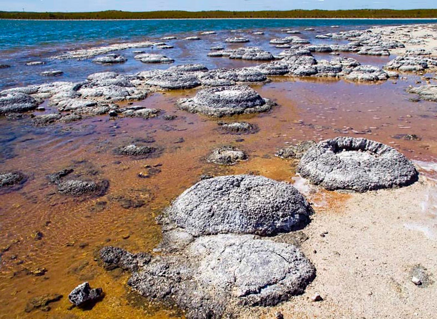 cowpat shaped lumps of grey stone-like stuff in a blue and brown shallow sea
