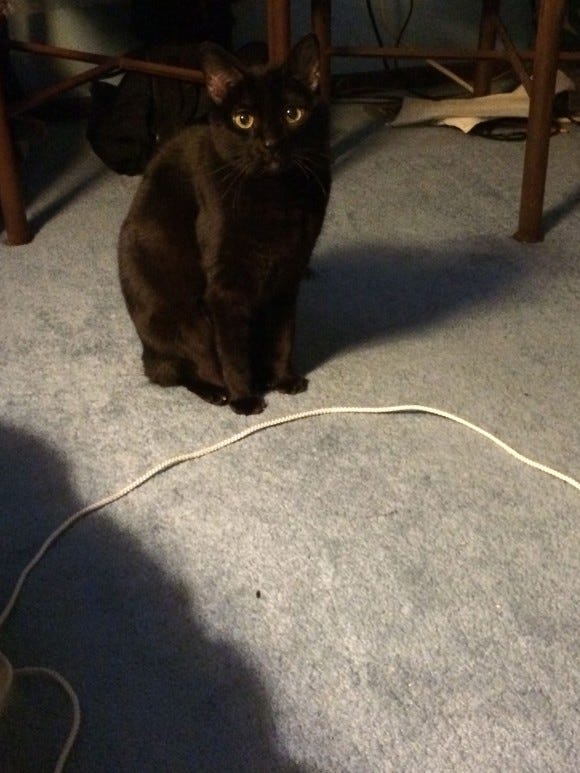 Gizmo_Rope_Cat_Circles Gizmo_Rope_Cat_Circles