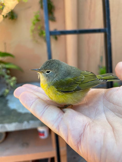Three photos of birds which have been at our home. One photo is of a Nashville Warbler, one is of a Hummingbird, and one is of a Western Tanager.