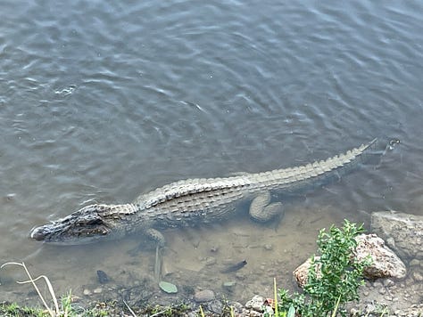 picture of a jaguar, caiman and bungalows, in the amazon jungle. on the Agua Boa river. Agua boa amazon lodge.