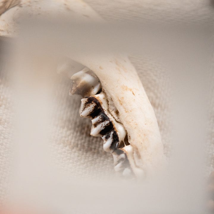 analogue zoom photography nature