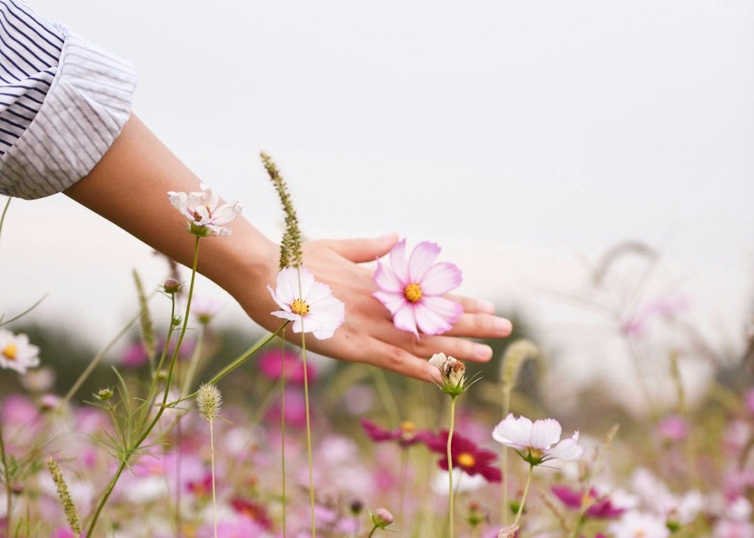 woman holding pink petaled flower