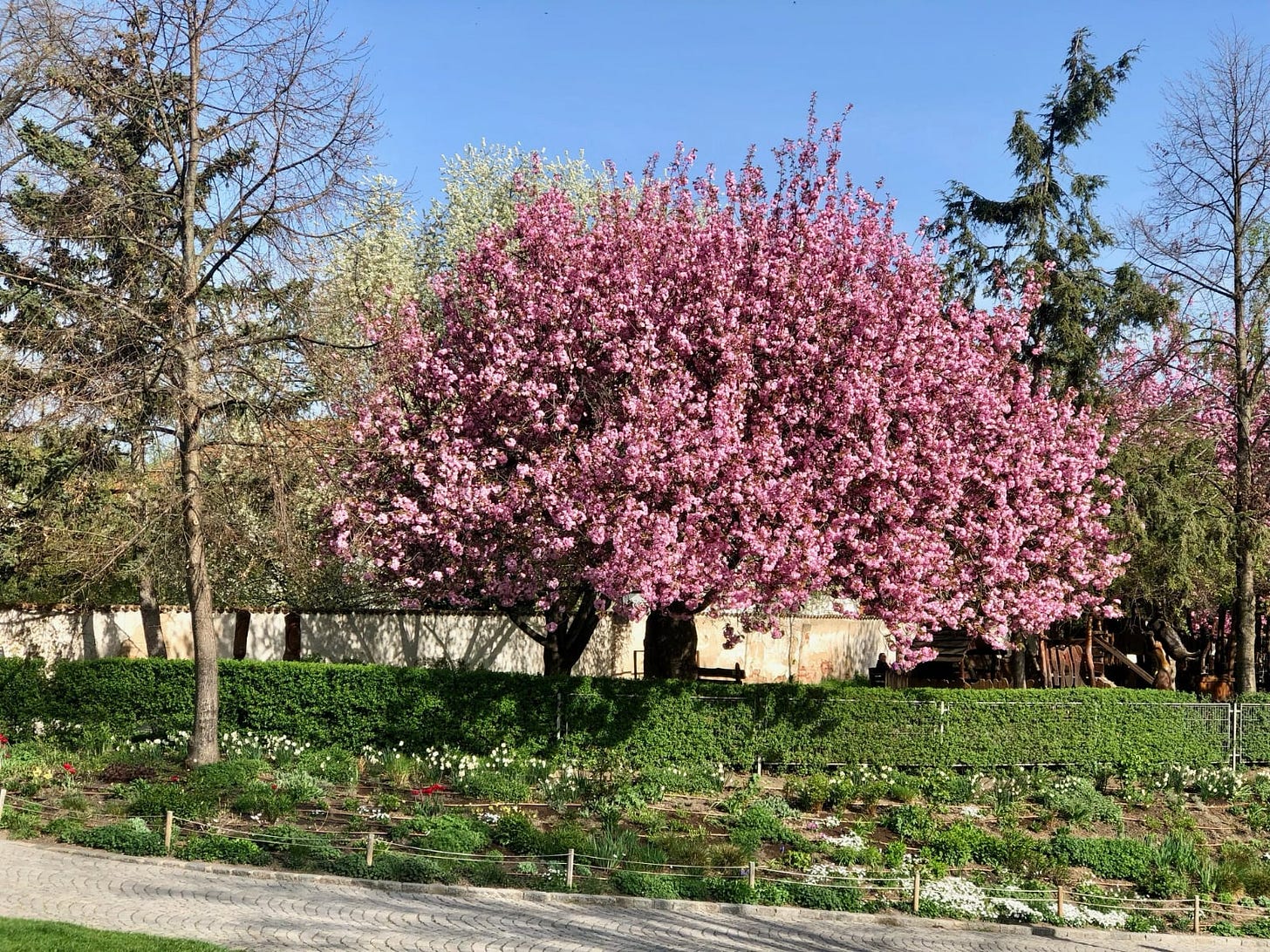 very large japanese cherry tree bursting with pink blosssoms on a sunny day against a bright blue sky
