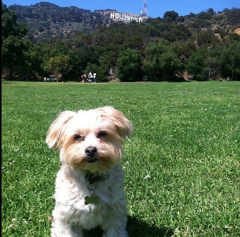 Photos of Britta and Jasper around Los Angeles, including Lake Hollywood Park, the Melrose Flea Market, and breakfast
