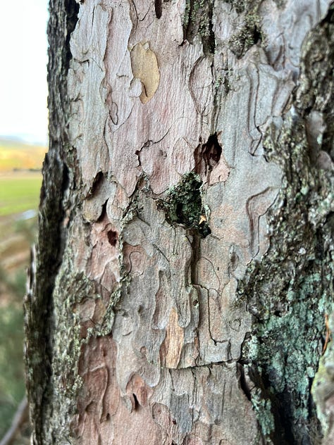 Three images of a tall pine tree, focusing on its rough bark