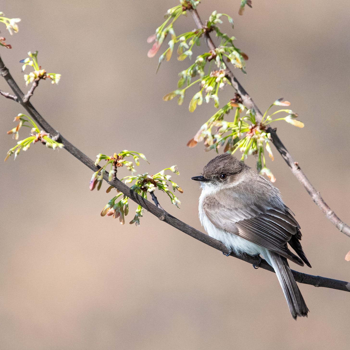 A brown flycatcher is perched in profile on a budding maple