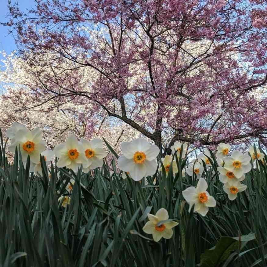 Highland Park daffodils Highland Park daffodils