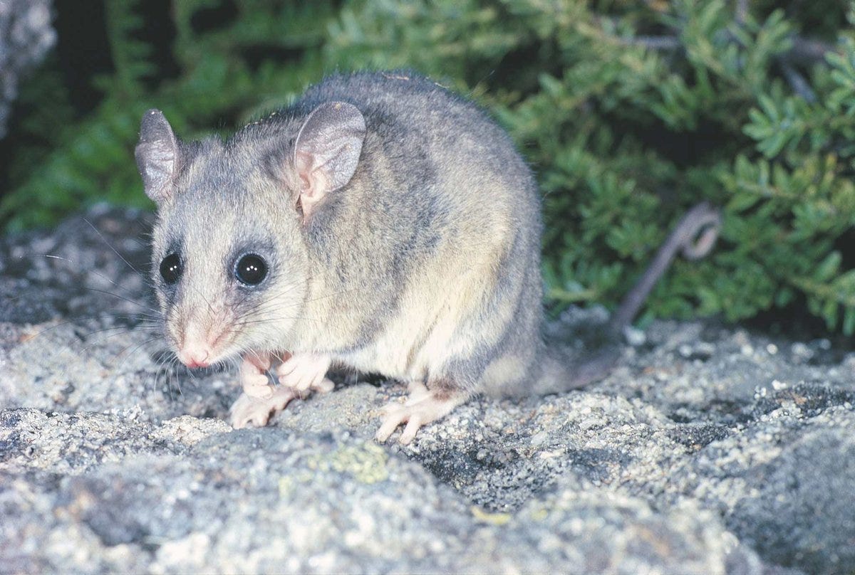 Mountain Pygmy Possum, Burramys parvus
The Mountain Pygmy Possum is the only Australian mammal adapted to live exclusively in the alpine zone. Image: G A Hoye © Australian Museum