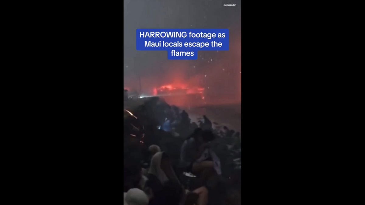 reinettesenumsfoghornexpress.substack.com