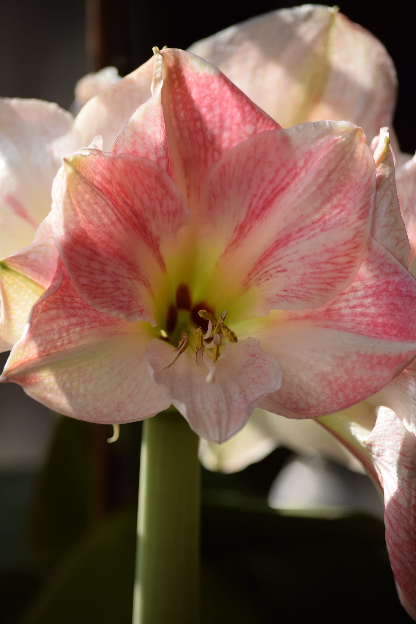 Large pink and white flower on light green stem, with pale green streaks and brown spots at the base of the petals