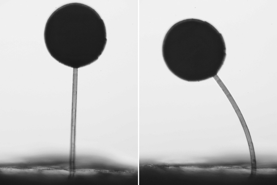MIT and partners engineer a 3D-printable magnetic hydrogel that gives microscopic robots independently moving parts!