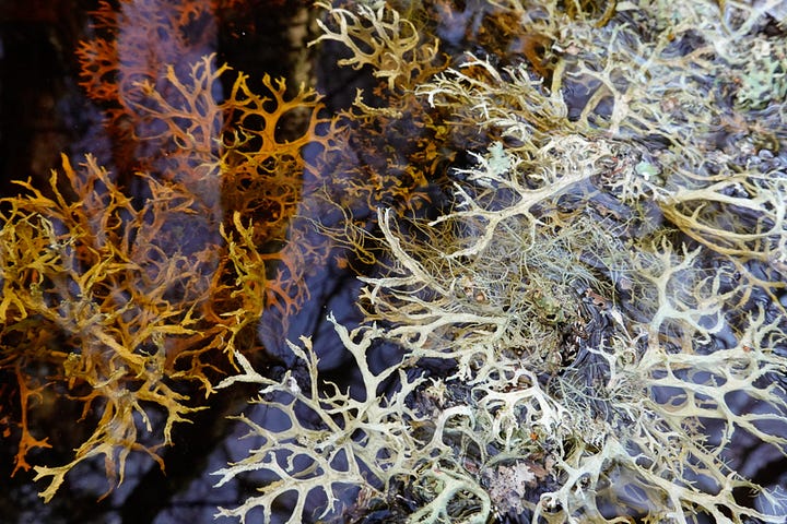Alternate views of lichen in water, sharp and soft. Pale greys and yellow ochre contrast with the dark blue reflected sky