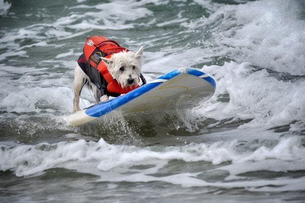 Petey, a West Highland Terrier takes off on a wave during the 28th Annual Purina Pro Plan Incredible Dog Challenge Western Regionals Competition in Huntington Beach, Calif., on Friday, June 20, 2025. (AP Photo/Richard Vogel)