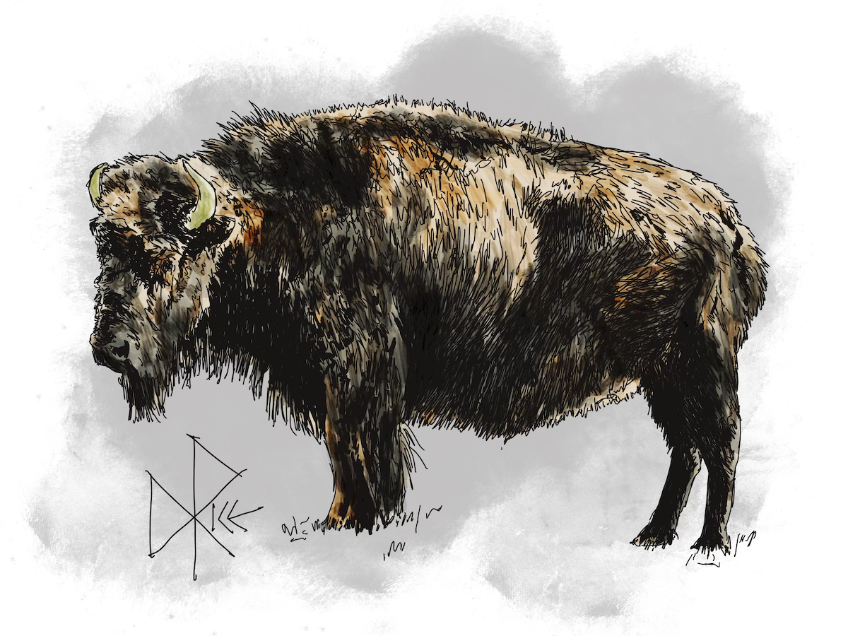 A plains bison stands motionless, like a mountain of hooved muscle and bone. Sketch art by Don Rice.