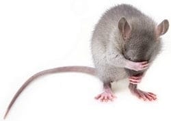 La Course des Rats La Course des Rats