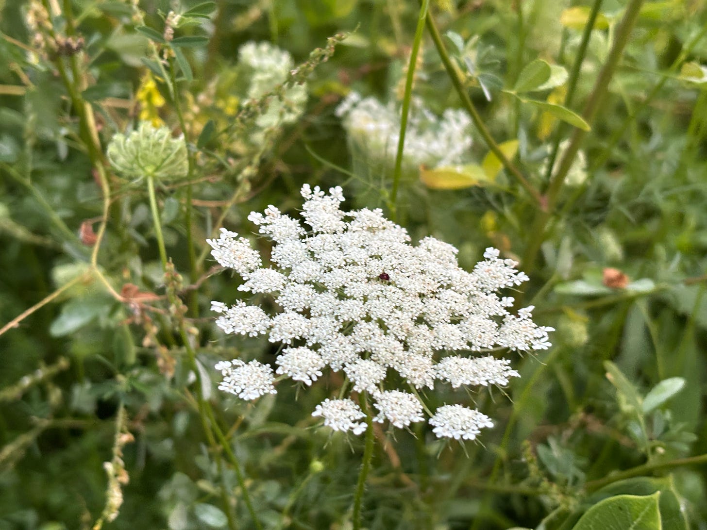 Close-up of a delicate Queen Anne’s lace flower, its tiny white blossoms forming a lace-like pattern. Soft green stems and leaves blur in the background.