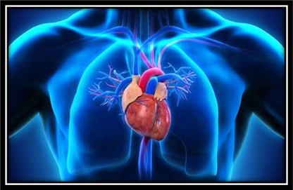 Cardiology : the medical discipline that studies the cardiovascular system Cardiology : the medical discipline that studies the cardiovascular system