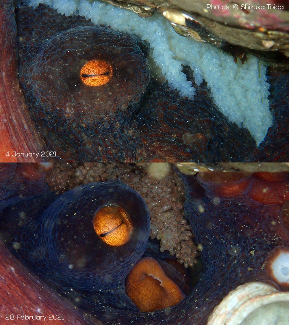 Octopus sinensis