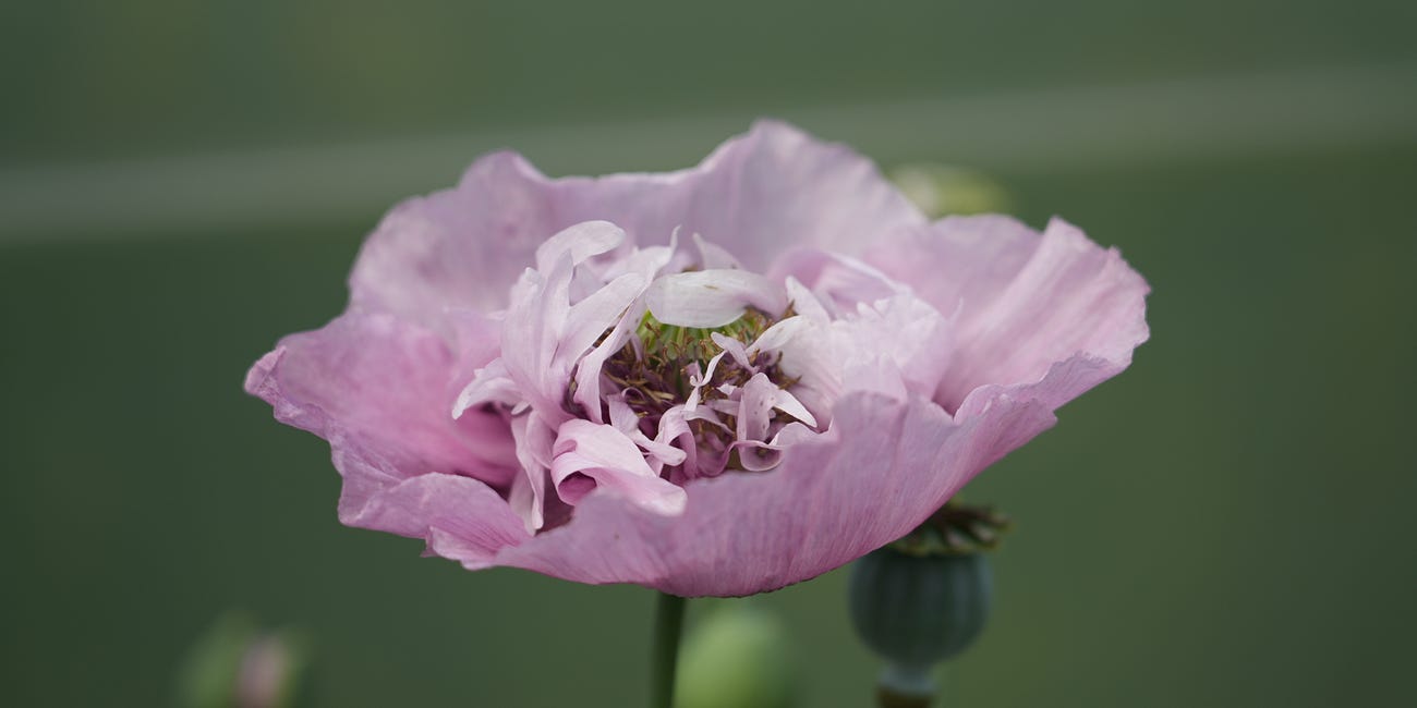 10 tough plants for June spectacle