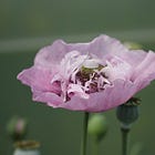 10 tough plants for June spectacle