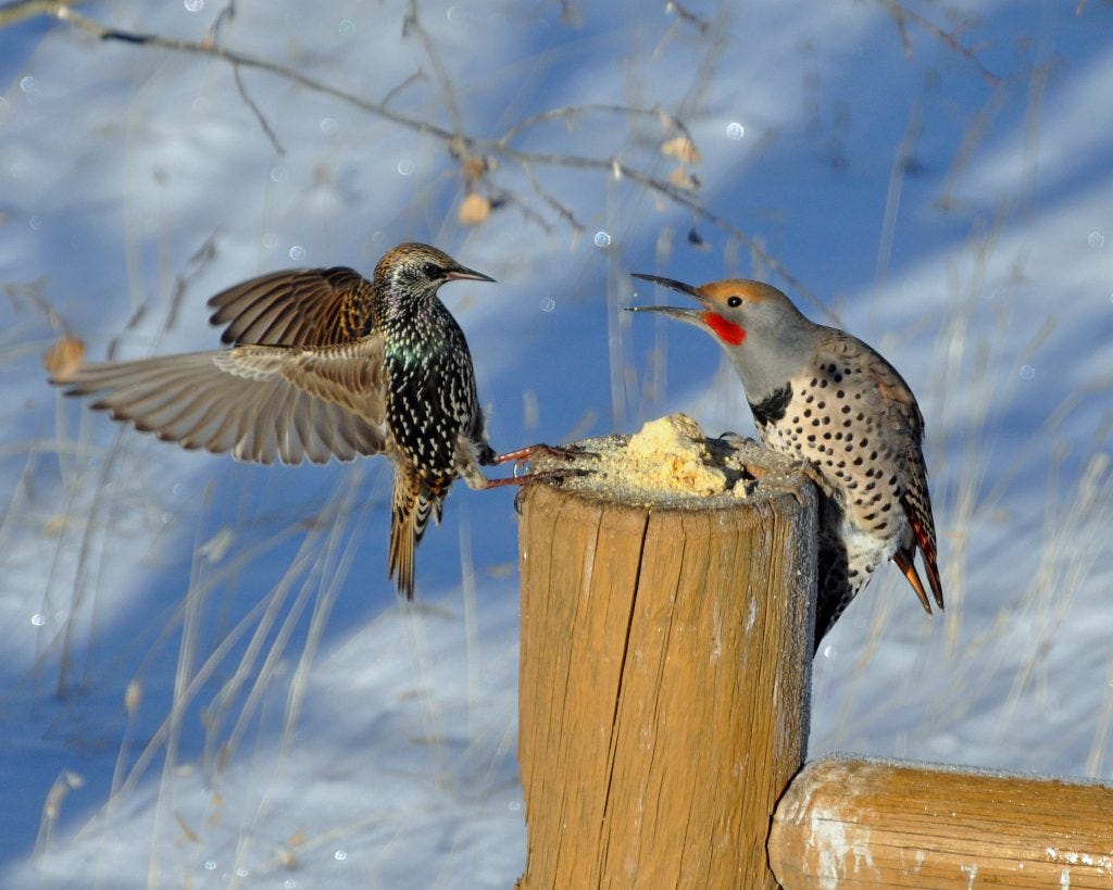 Northern Flicker and European Starling fighting over suet - FeederWatch