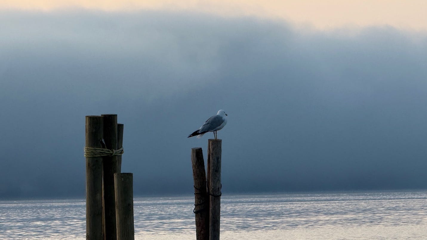 A bird standing on a post

AI-generated content may be incorrect.