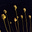 Asha's avatar