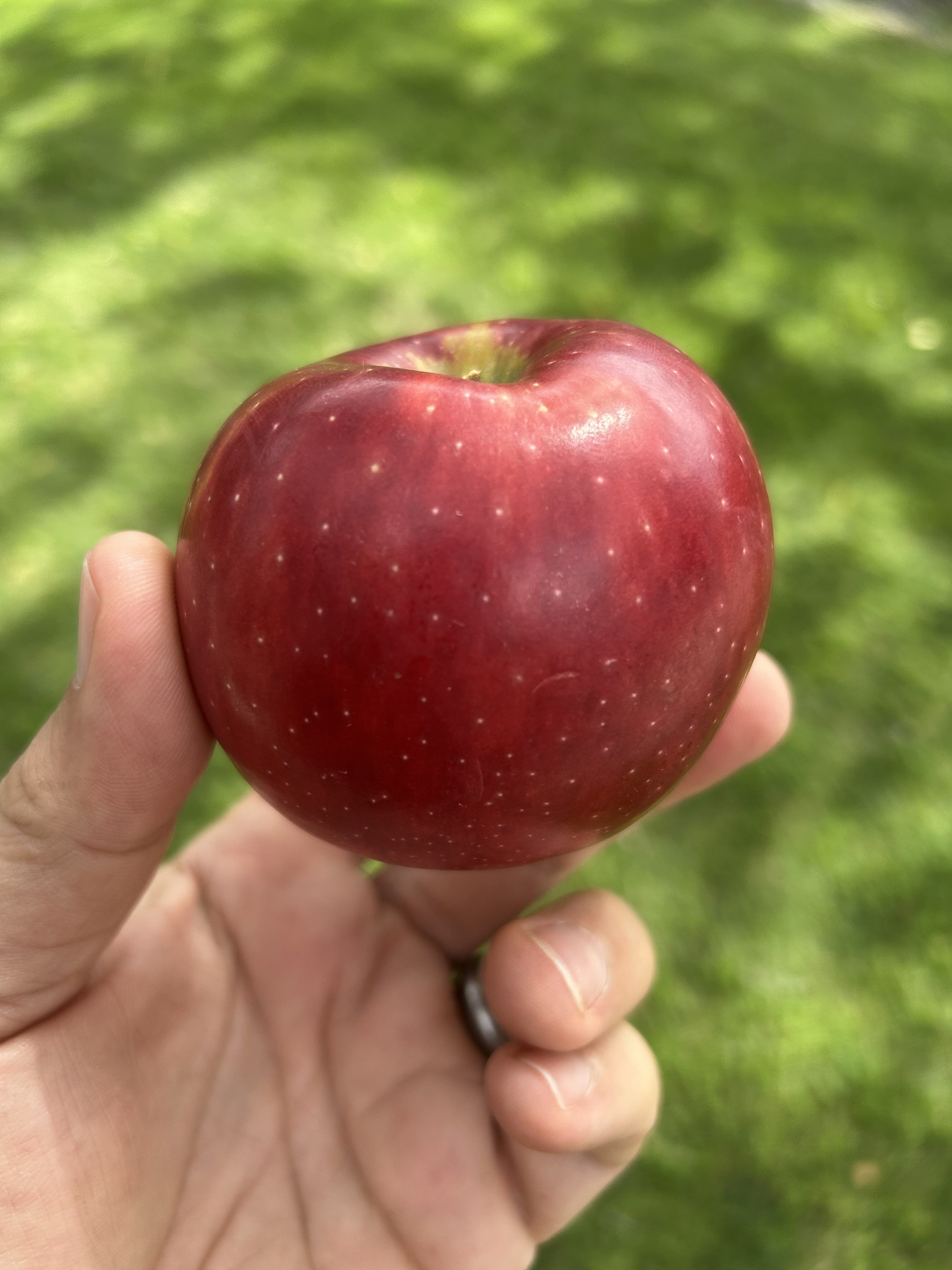 The Apple from Another Galaxy - by Steve Sabicer