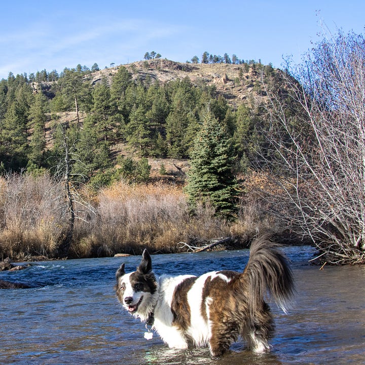 a happy dog standing in a river and laying down in a forested area